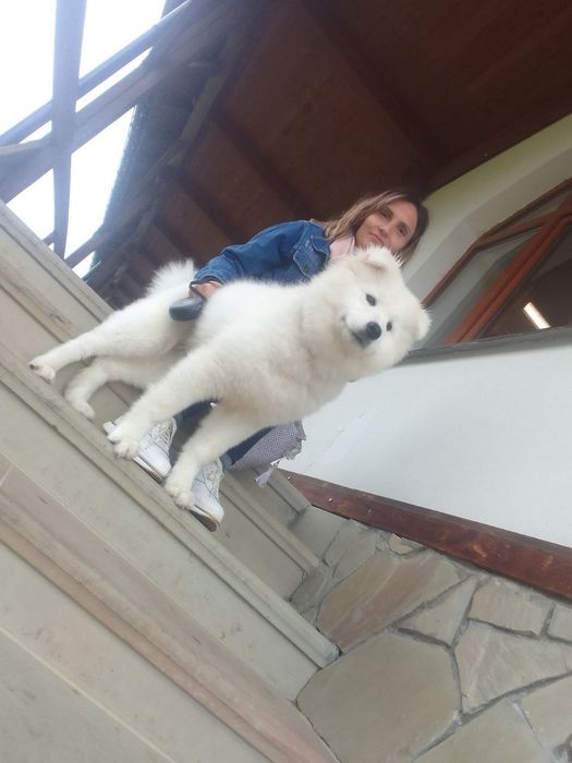 Фотосесія з собакою