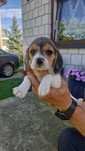 Szczeniak beagle