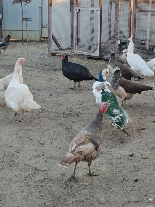 Продам індики чорні