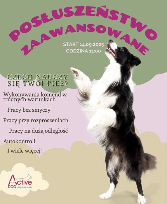 Active Dog- Szkolenie psów HOTEL, GROOMER