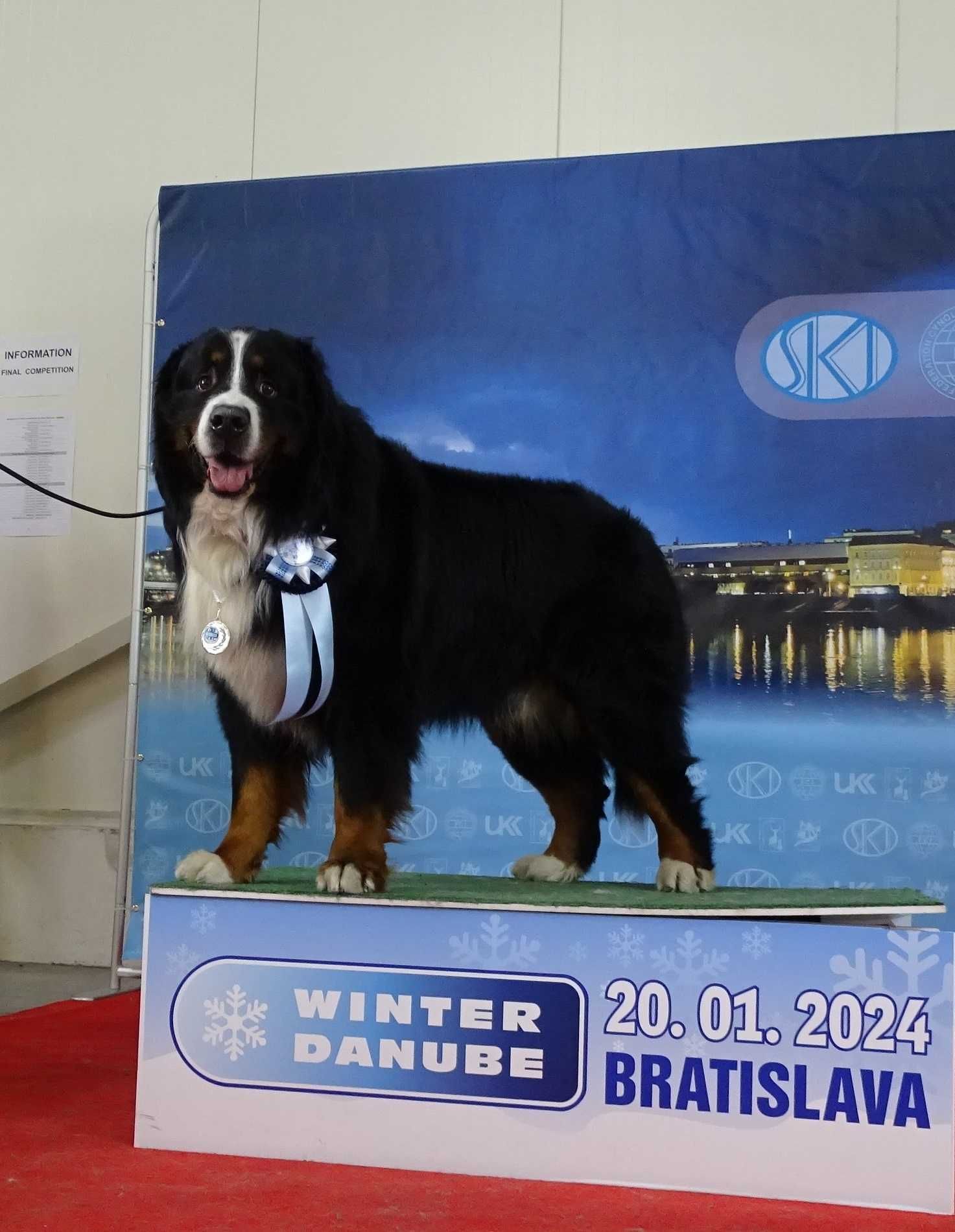 Reproduktor Berneński Pies Pasterski ZKwP FCI