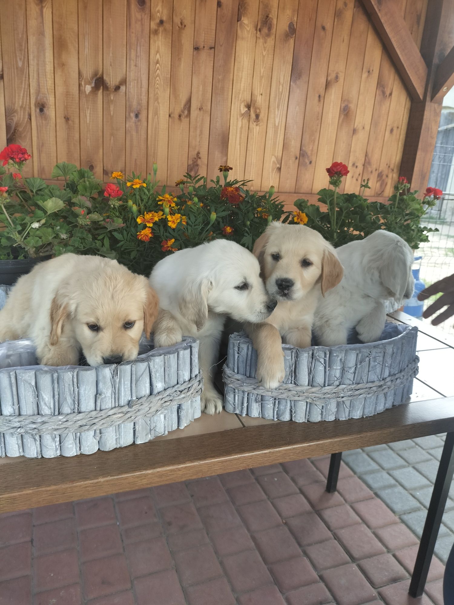 Golden Retriever