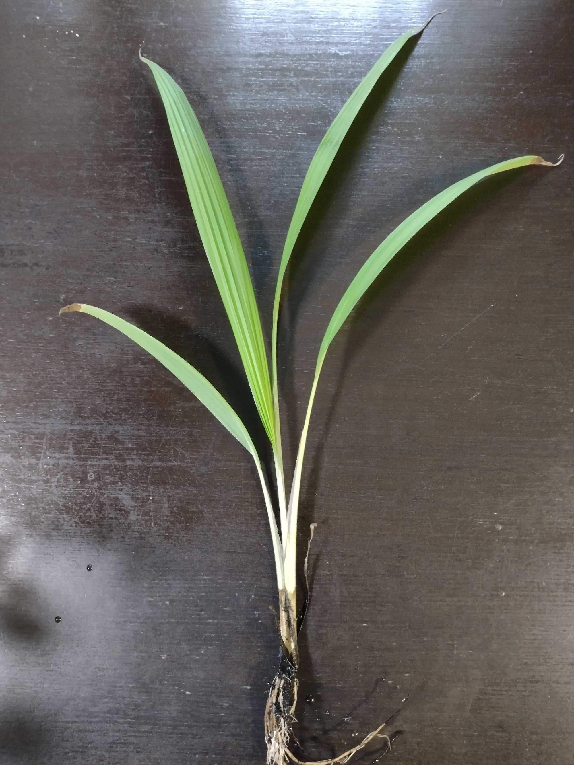 Sadzonki bluszcz epipremnum dracena