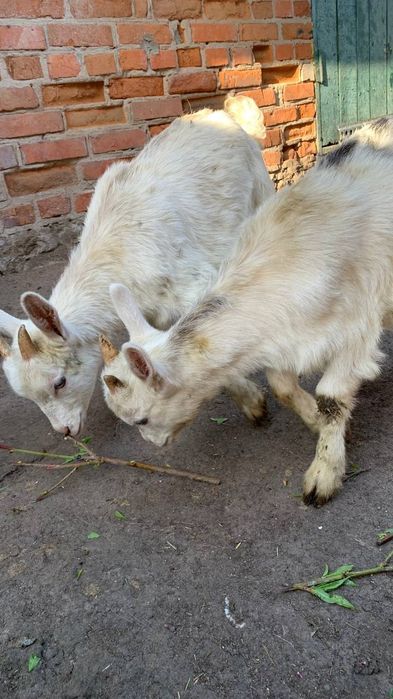 Дві білі кізоньки