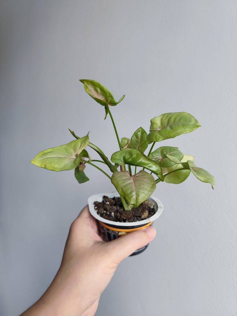 Syngonium neon robusta   - roślina doniczkowa