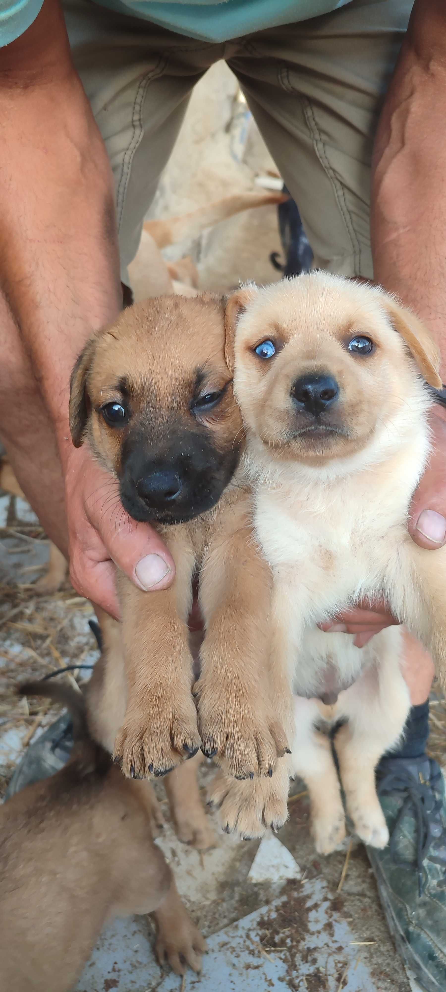 Cachorro para adoção com urgência