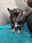 Śliczny czarny chłopczyk chihuahua