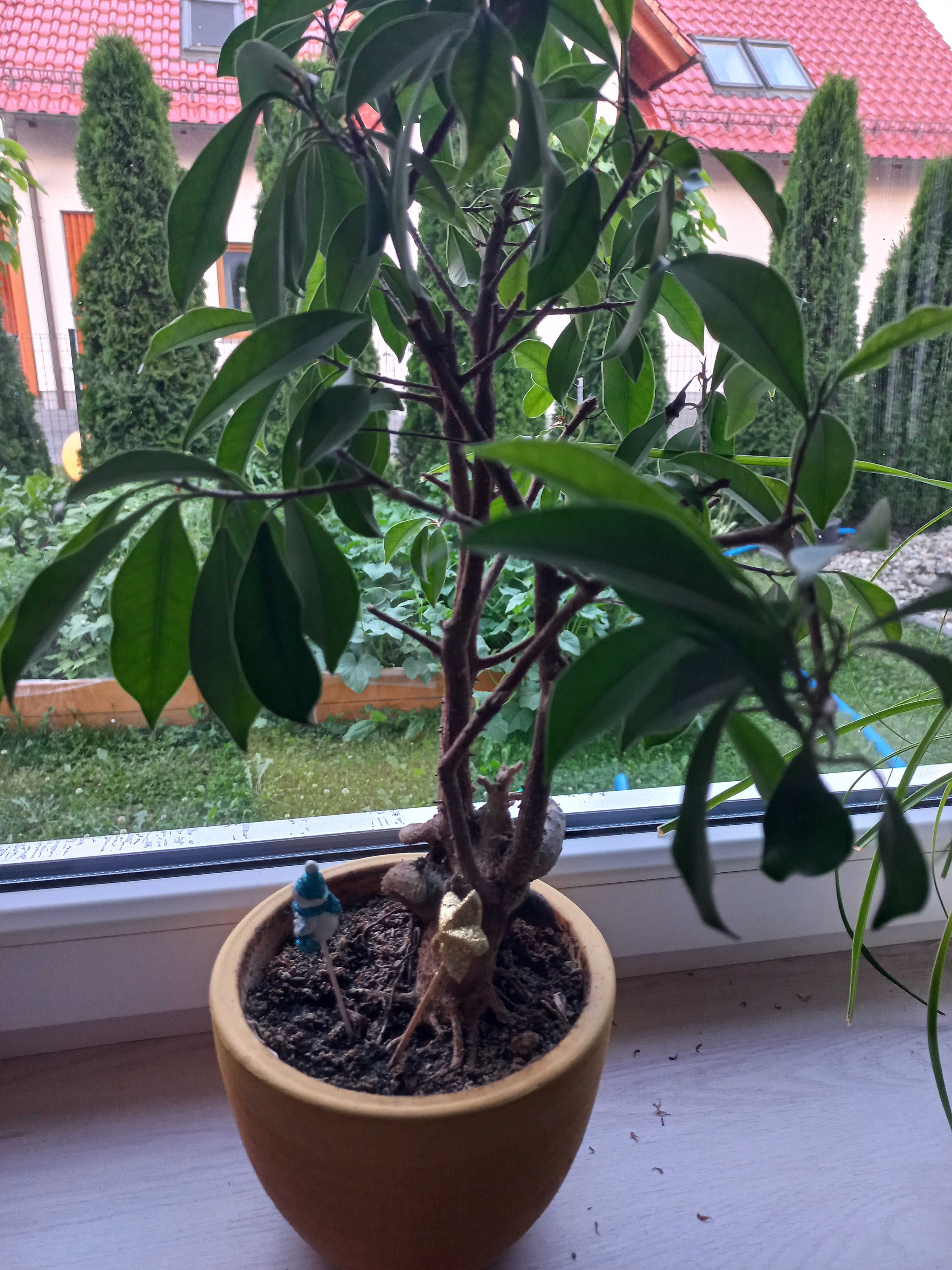 Kwiatek, bonsai fikus