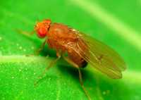 Живой корм для амфибий - Дрозофила Хидея (Drosophila hydei)
