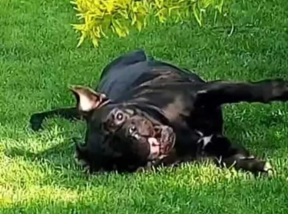 Cane Corso Italiano doskonale skojarzenie. Hodowla ZKwP/ FCI