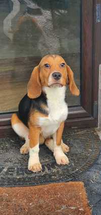 Beagl Beagle rodowodowy piesek ,