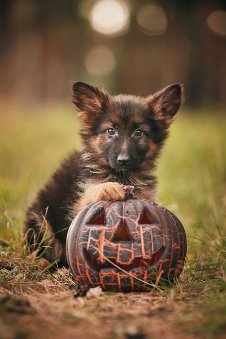 Owczarek niemiecki Owczarki niemieckie