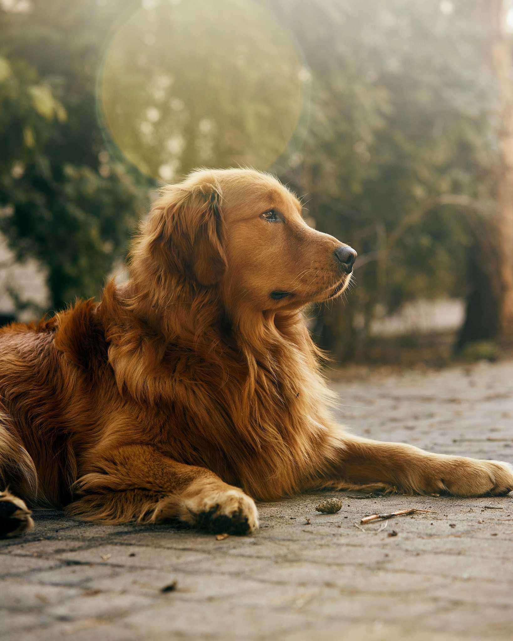 Reproduktor Amerykański Golden Retriever