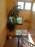 Dracena wielką wysoka ponad 3m