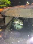 Pleco L134 adultos