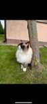 Słodki ragdoll Stachu