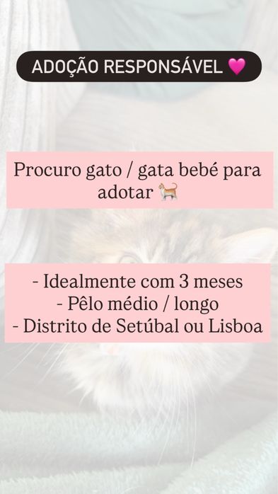 Procuro Gato Bebé para Adoção Responsável