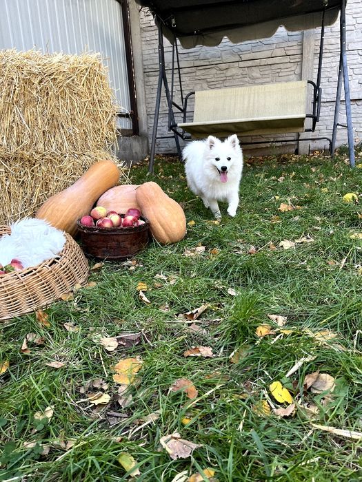 Щенки Японского Шпица.