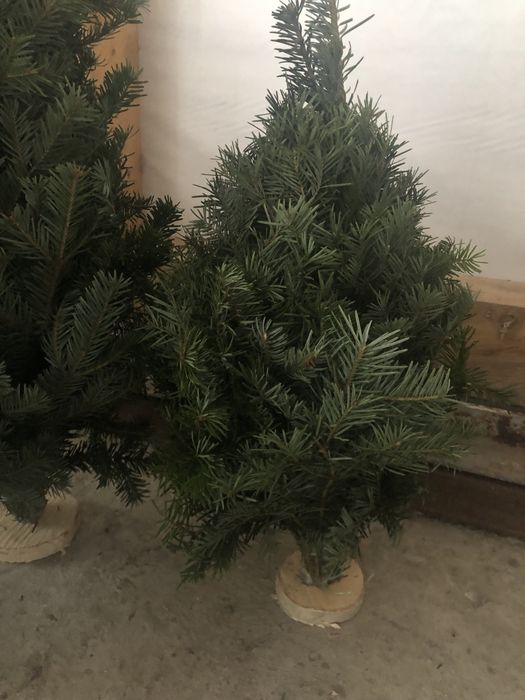 Ялинки збірні,вязані,плетені з живої хвої,новорічні ялинки ,бронюємо.
