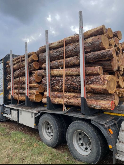 Sosna opałowa, cena z transportem !