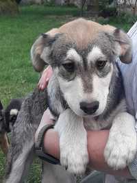 Szczeniaki labrador husky