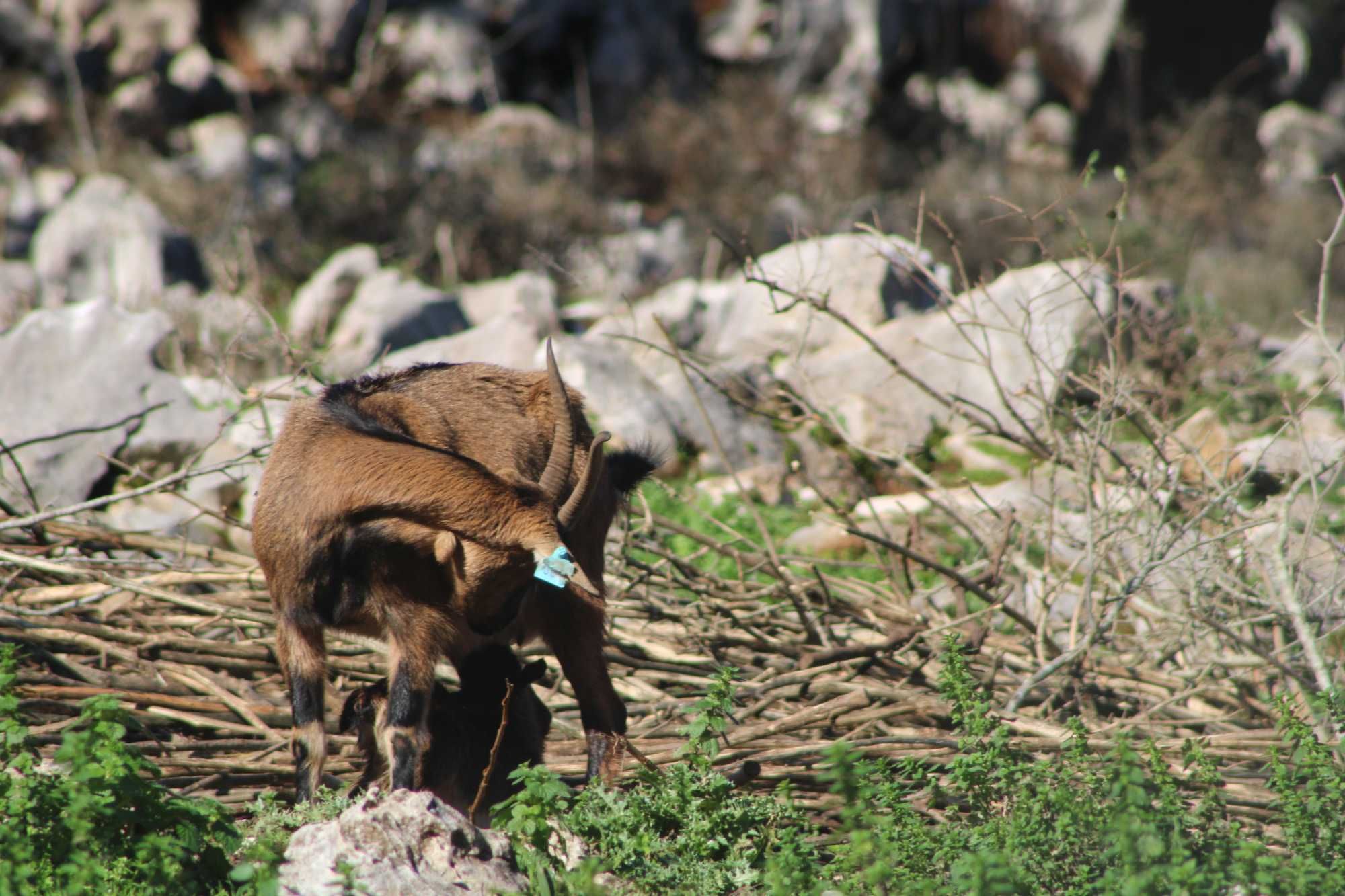 rebanho cabras raça bravia