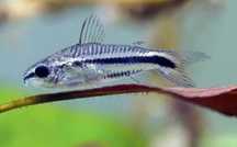 Corydora  pigmeu.