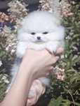 Wybitnie piękny malutki piesek xxs pomeranian* rodowód* czip