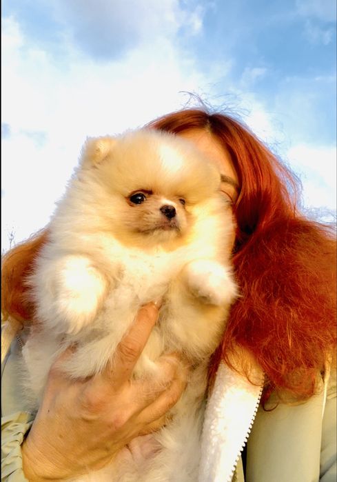 Померанский фантомный красавчик