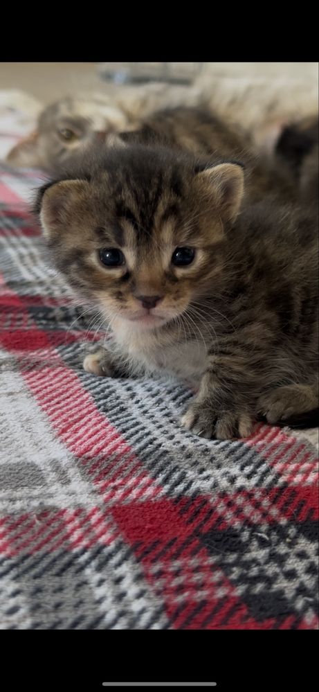 Котята кошенята в добрые руки
