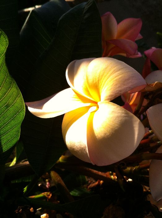 Plumeria rubra / Frangipani ou Jasmin Manga.