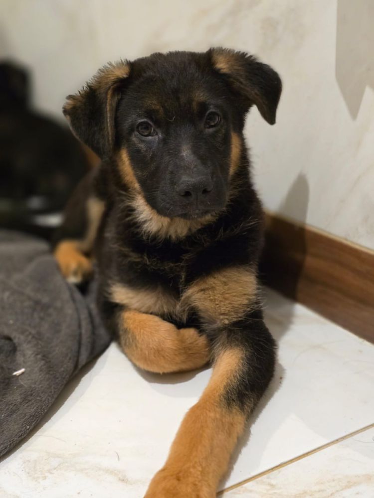 Szczeniaki do adopcji