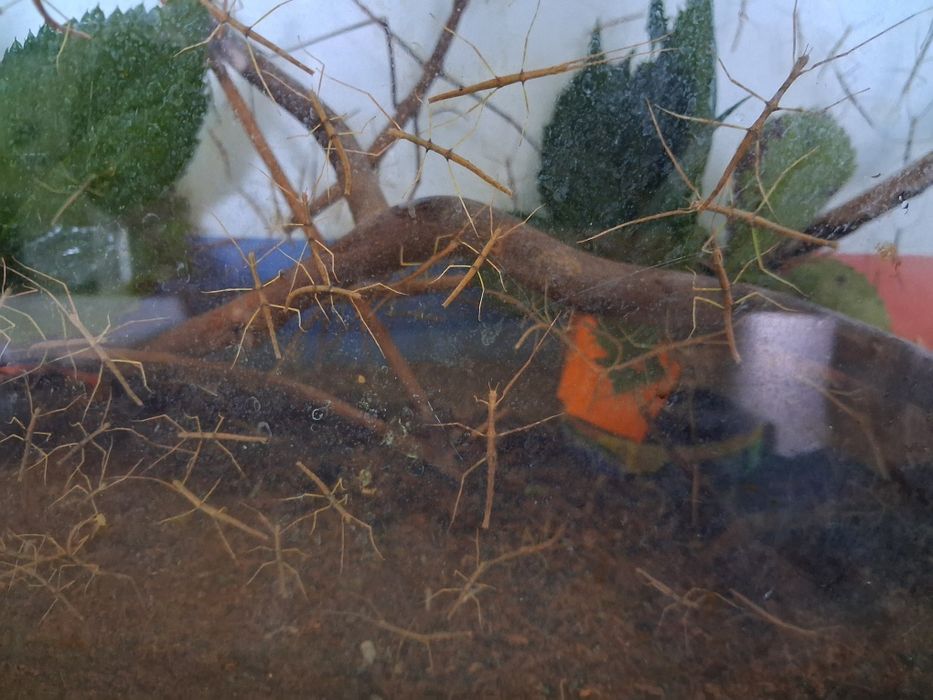 Patyczaki rogate oddam