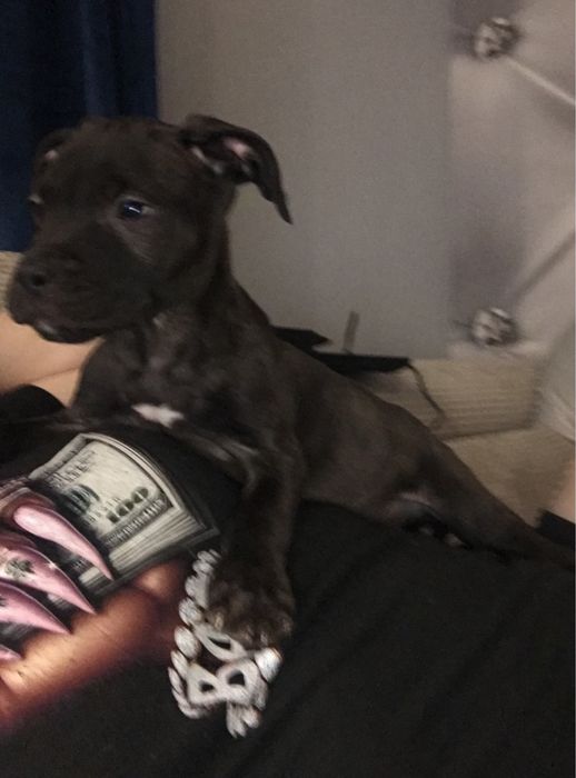 Piesek Pitbull terier