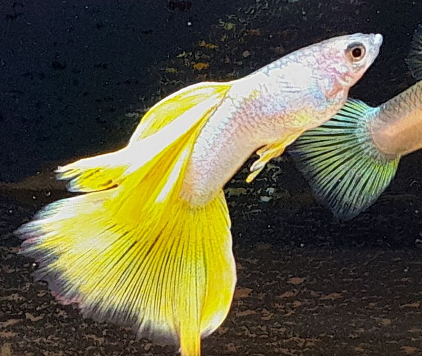 Gupik Yellow Metal Pingu. Czysta Linia