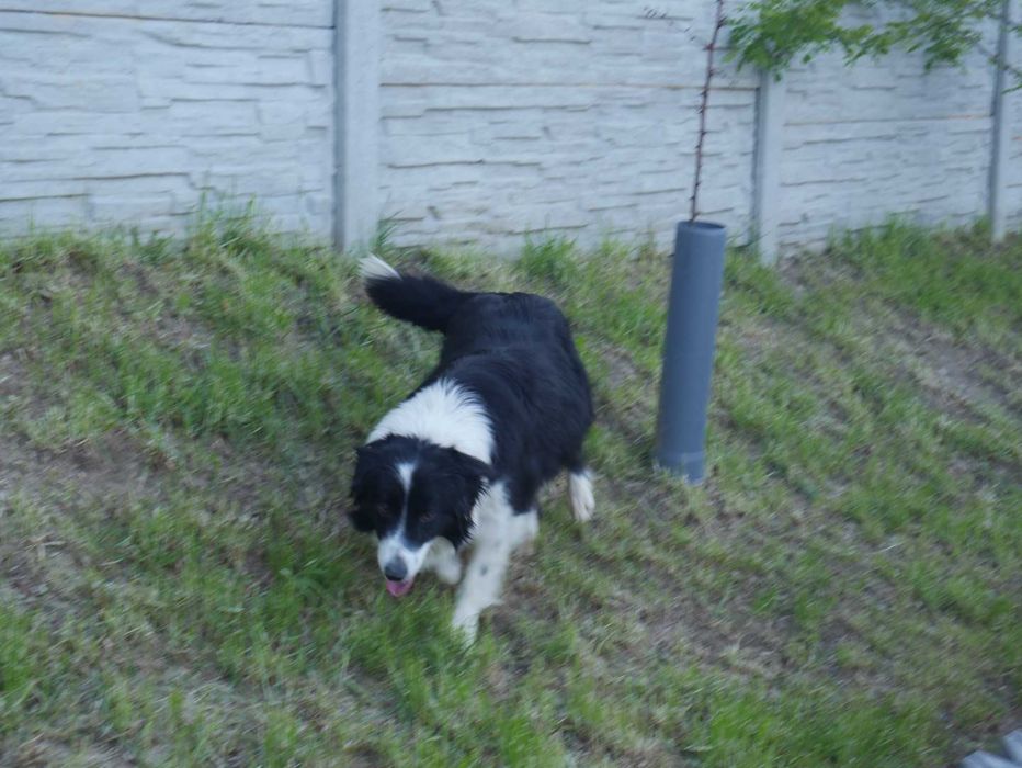 Border Collie - Piesek