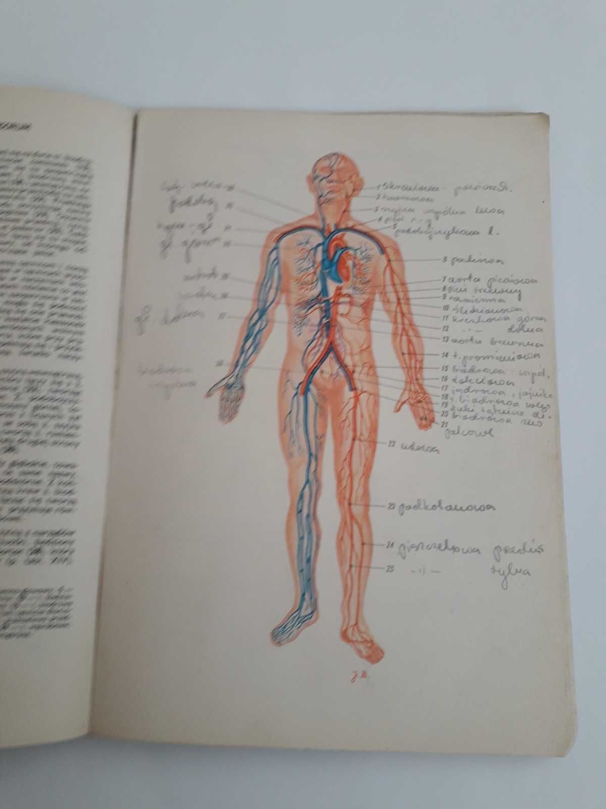 Mały atlas anatomiczny prof. Witold Sylwanowicz