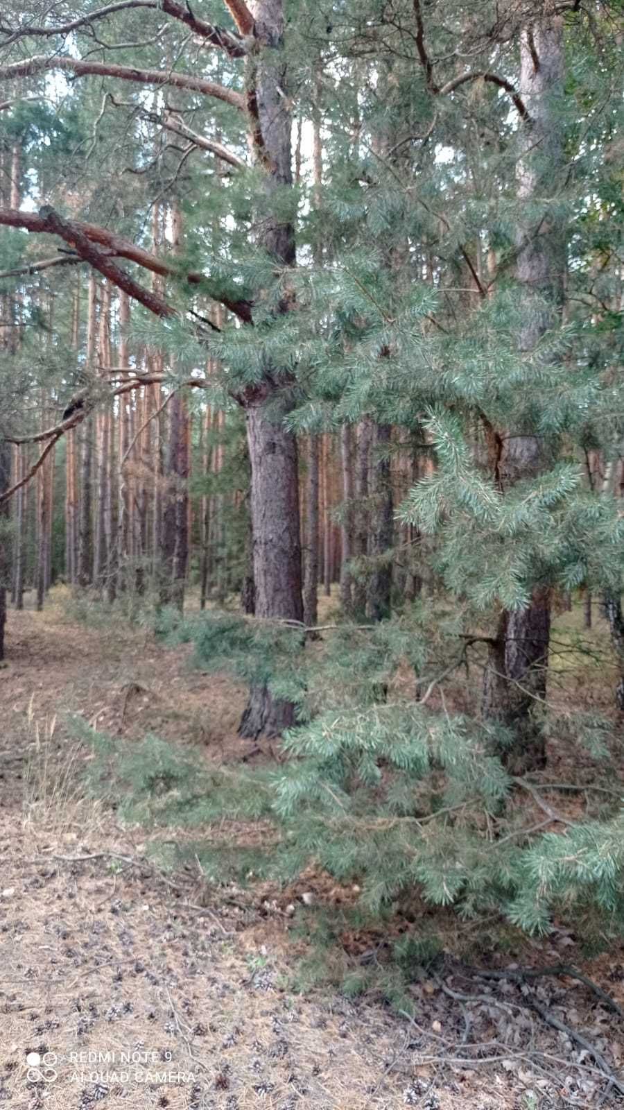 Sprzedam drewno / do zrębu / na pniu / 90 lat / 200 zł/szt.