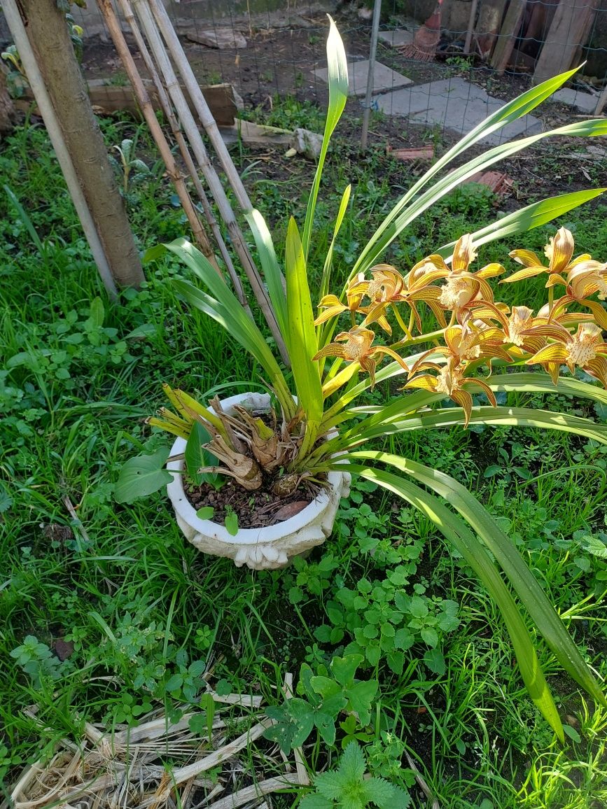 Orquídeas de Exterior