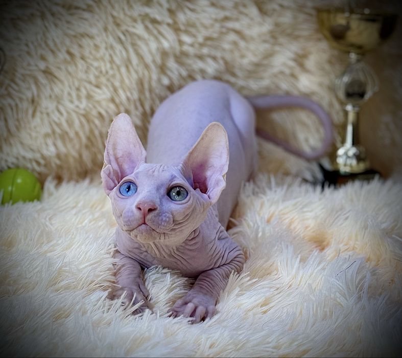 Разноглазый Канадский сфинкс, клуб родословная WCF, доставка заграницу