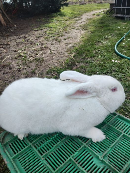 Króliki Nowozelandzkie białe i czerwone