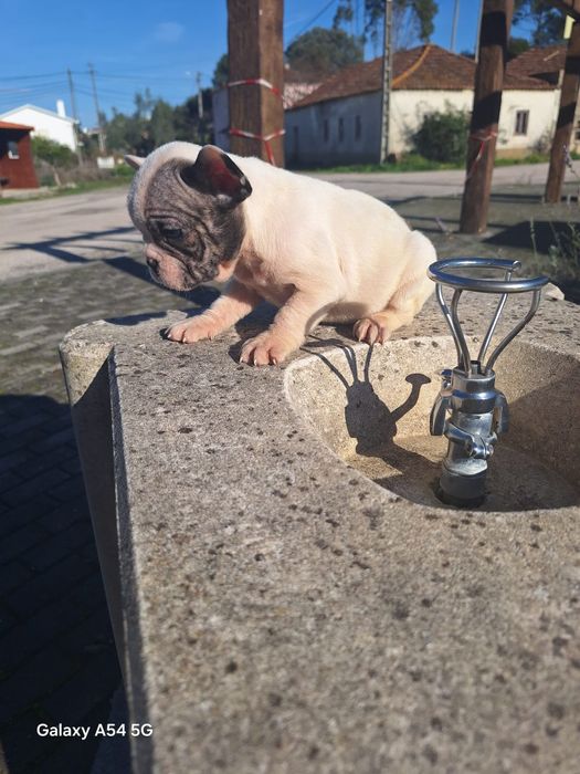 Bulldog Francês Menino