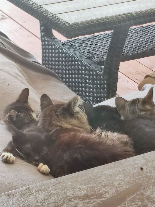 Oddam małe kotki. Dziewczynki