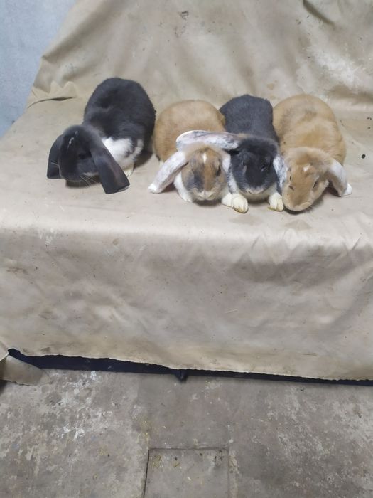 Кролі Французький баран