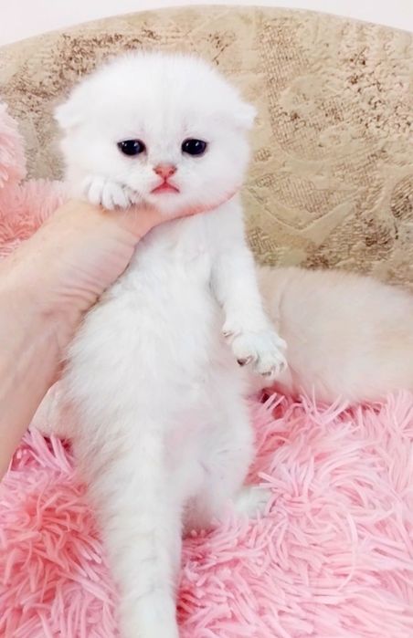 Срібні хлопчики красунчики шиншилки