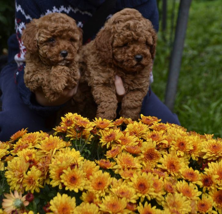 Пуделята Ред браун хлопчики