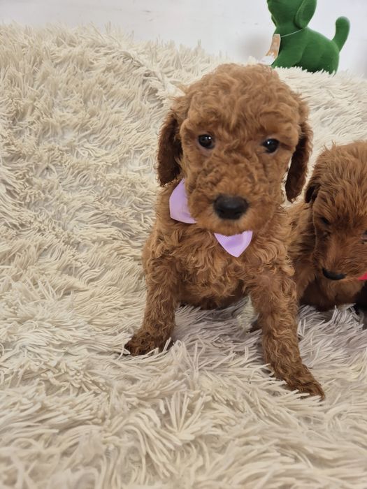 Goldendoodle f1b standard