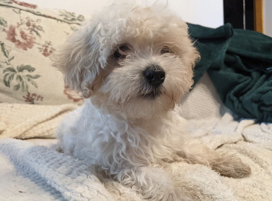 Maltipoo, malutkie pluszaki