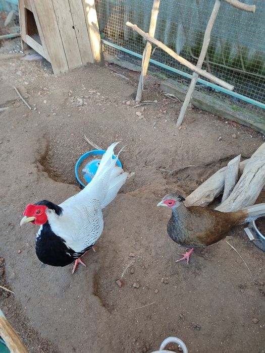 Серебристые фазаны