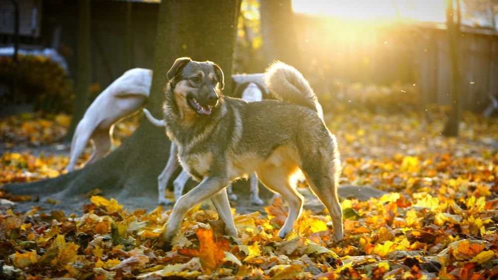 Oddam psa 8 miesięcy